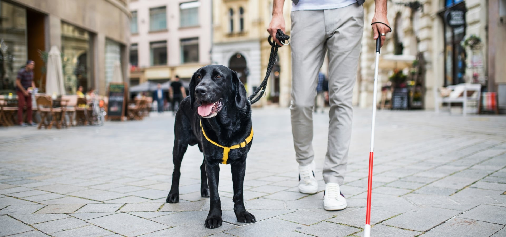 Guest walking with a black Labrador guide dog and a white cane on a London street