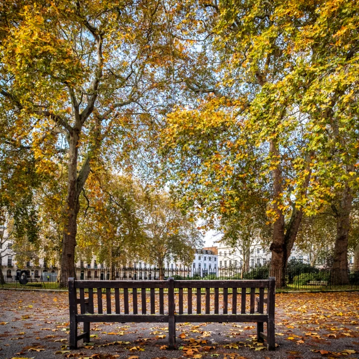 Bench under plane trees in a London garden square in autumn