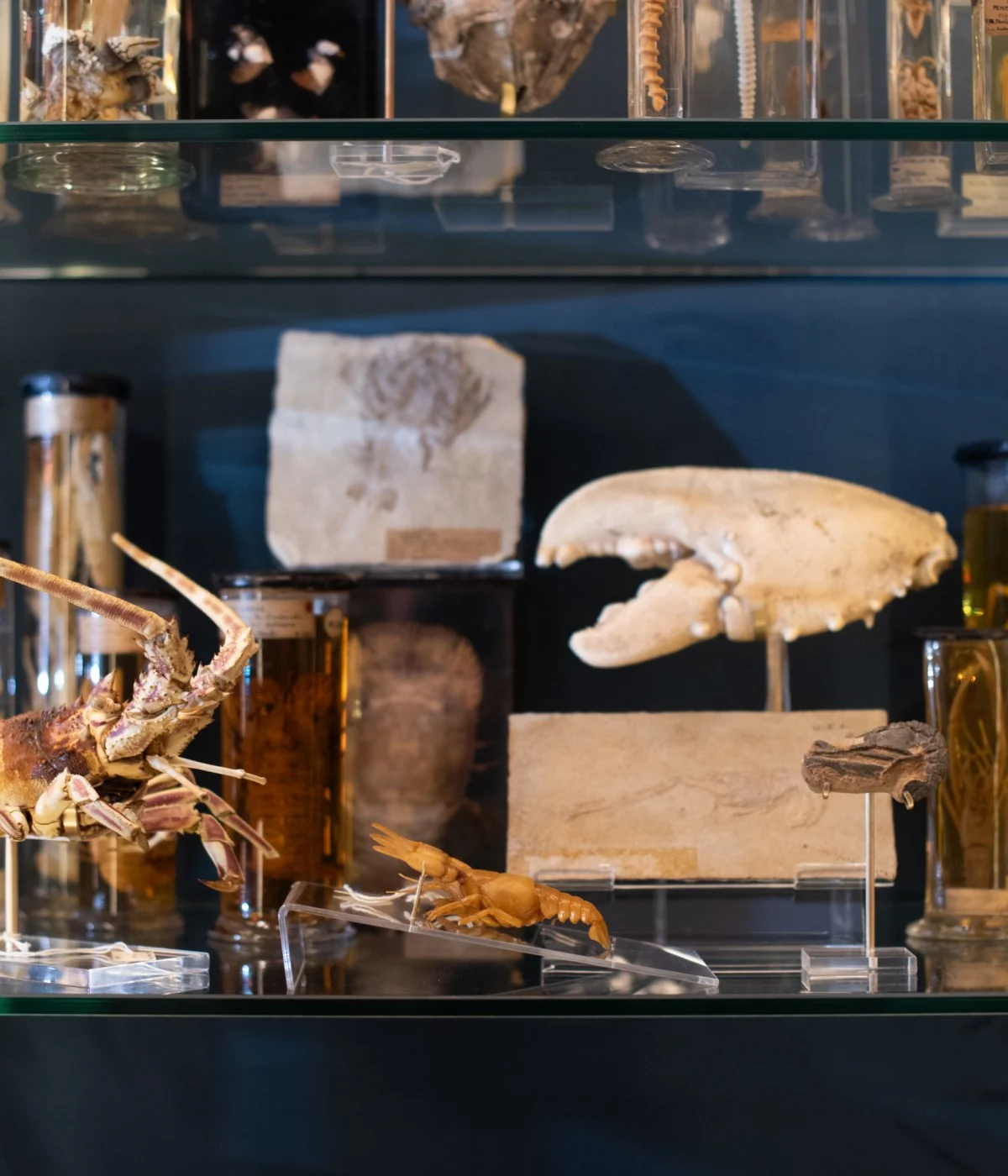 Grant Museum of Zoology