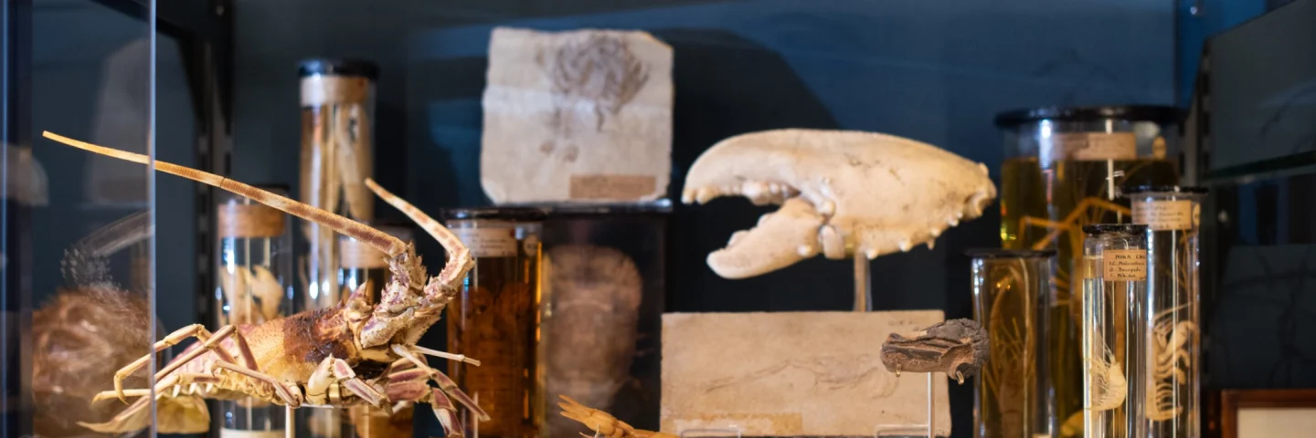 Grant Museum of Zoology