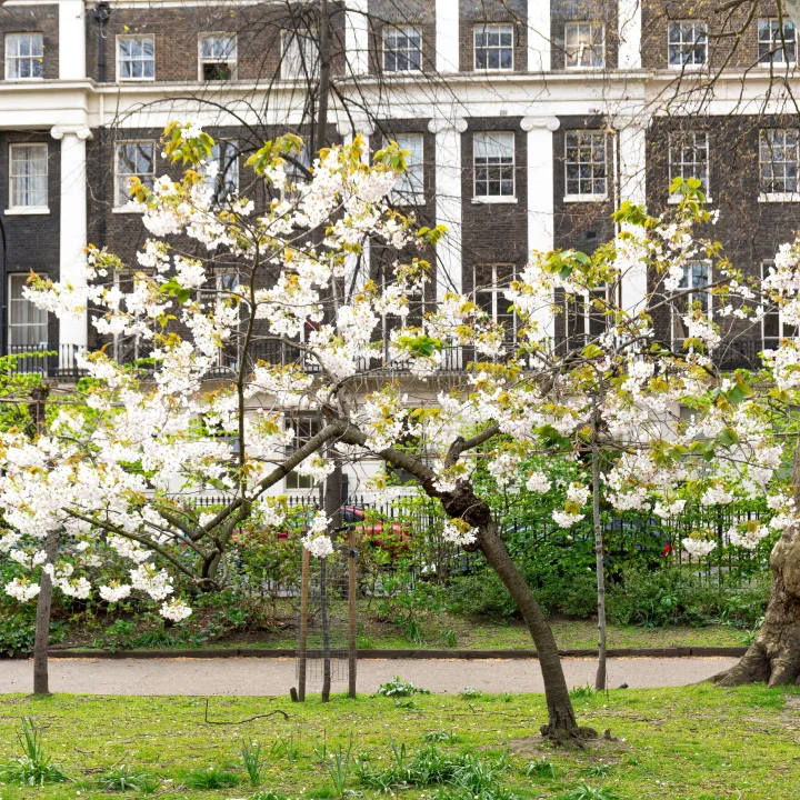 Blossom tree in a Bloomsbury garden square