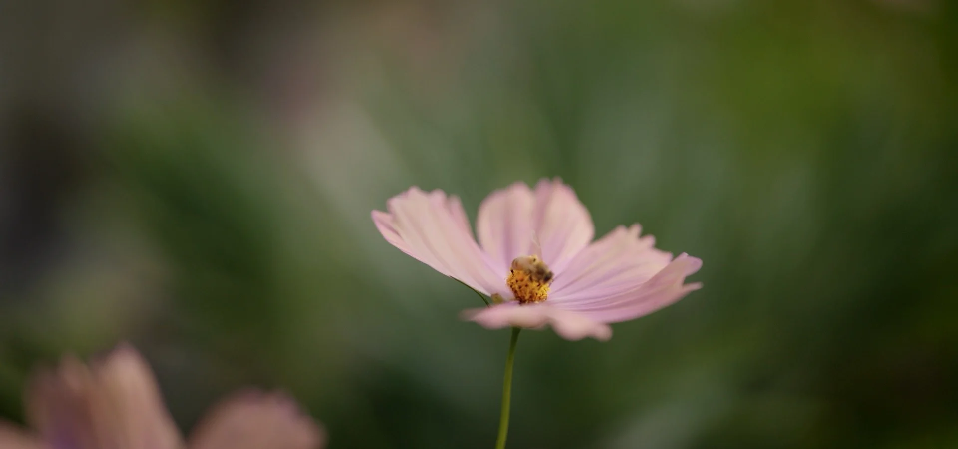 Pink cosmos flower in close-up against soft green foliage